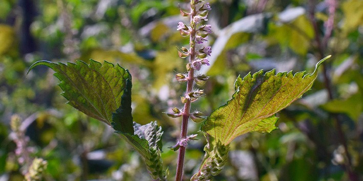 Perilla frutescens beneficios comprar